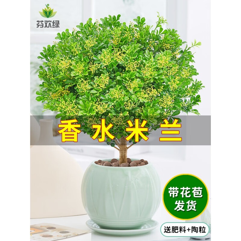 叹为观止【带花苞发货】米兰盆栽花盆栽花卉绿植办公室室内浓香四季开花 香水米兰小苗两棵(不含盆) 带盆栽好