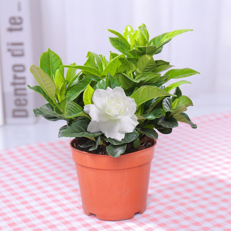 花无痕 栀子花 栀子花盆栽 应季带花苞花卉 植物室内花 浓香型办公室