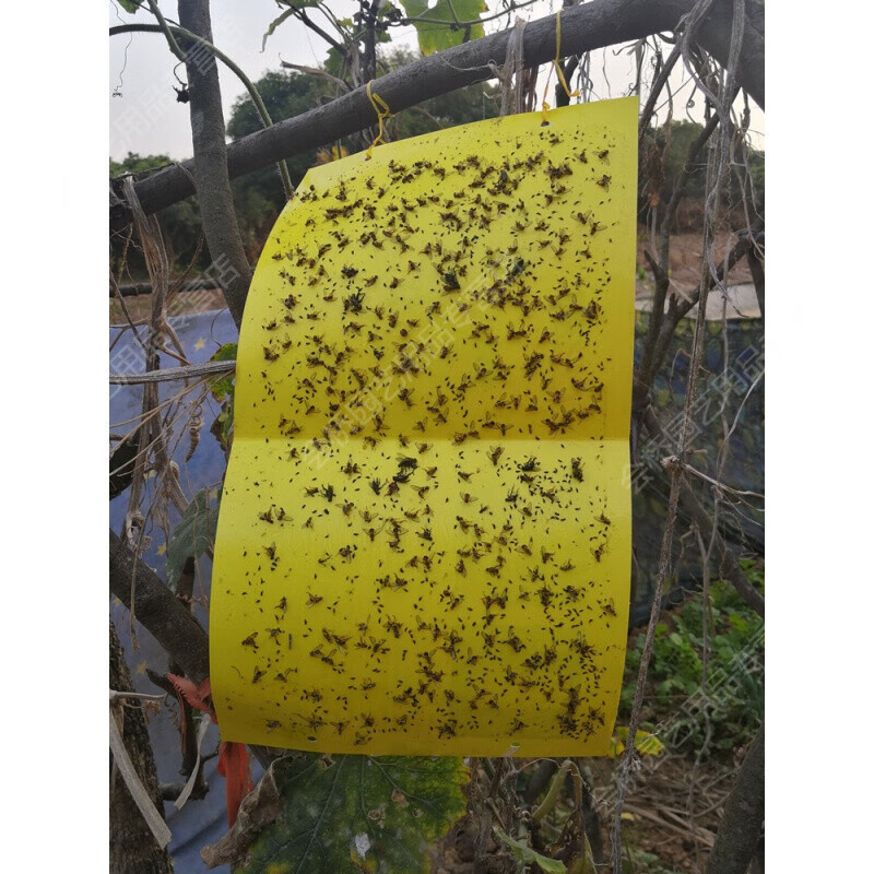 奔新农瓜果实蝇诱粘板瓜果实蝇诱粘板果蝇桔小实蝇针蜂黏板粘胶板粘虫