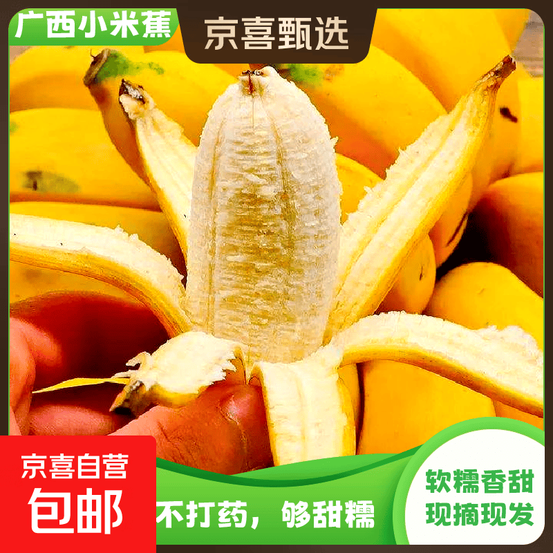 京喜加广西小米蕉自然熟新鲜水果现摘香蕉芭蕉苹果蕉当季香甜粉糯现摘 带箱1斤