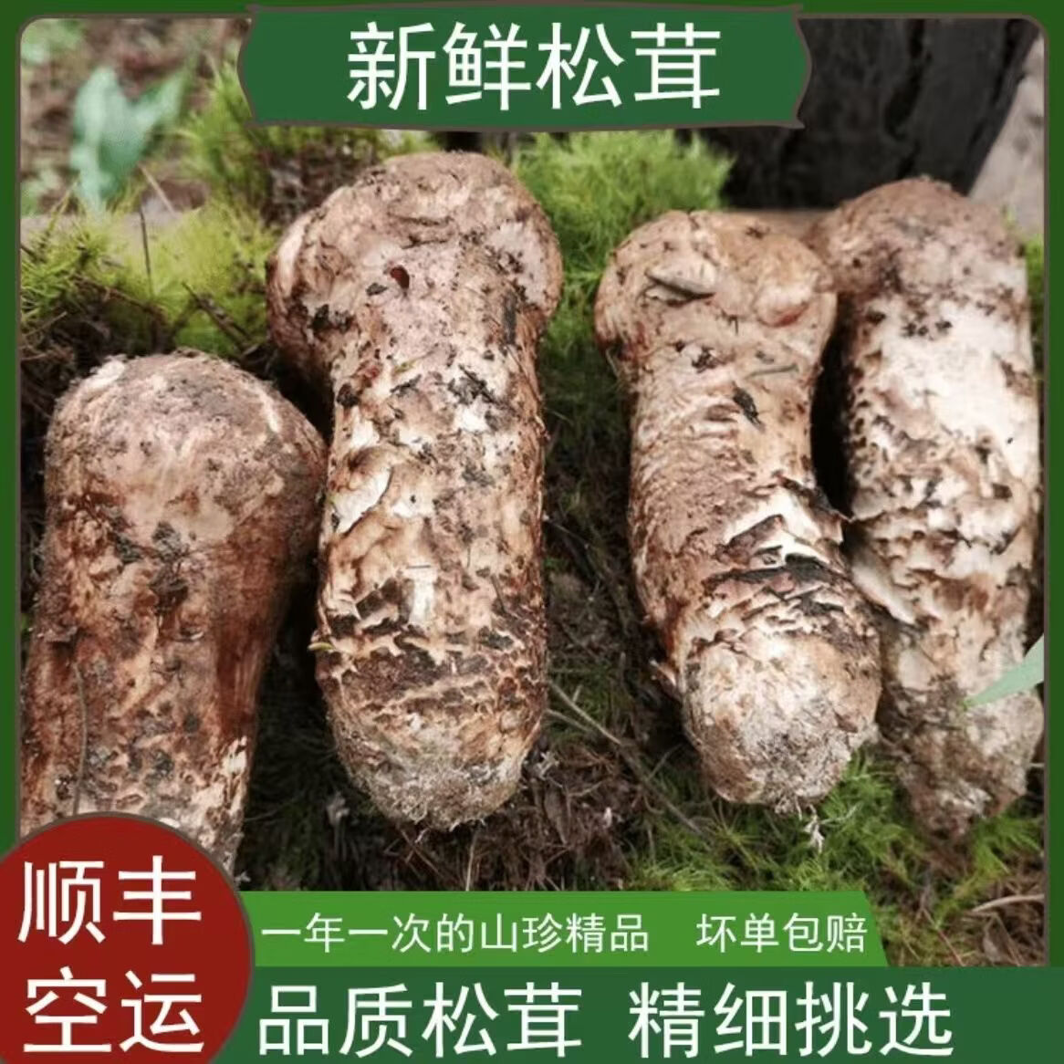 2026年新鲜野生松茸正宗云南香格里拉松茸出口级不开伞【SF空运】 1000g【家庭分享】 【出口级纯野生未开伞】3-5cm迷你款