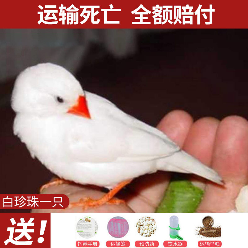真相反馈OIMG鸟粮揭秘评测如何，使用测评报告曝光