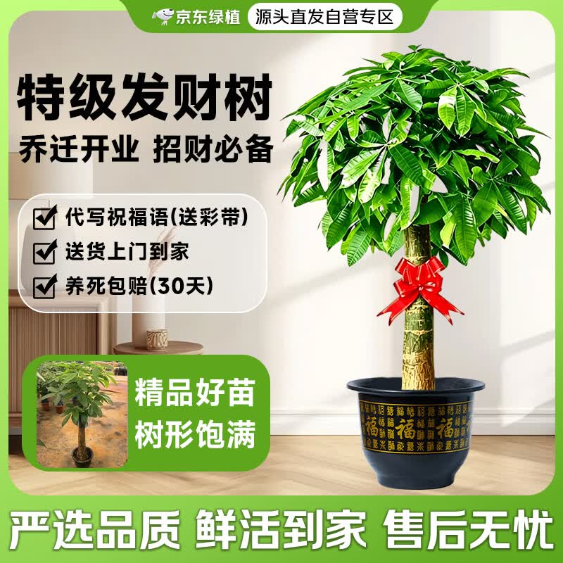 京东绿植发财树大型盆栽客厅室内真绿植办公室开业送礼独杆招财树源头直发