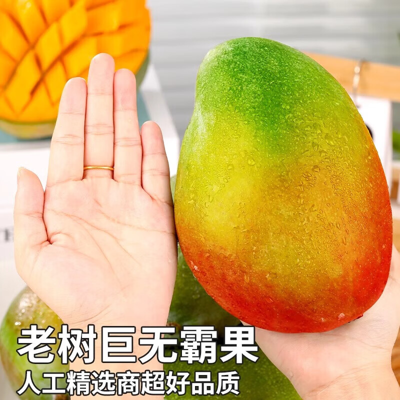 译蒙之味四川攀枝花凯特芒果 新鲜水果特大芒果礼盒中秋送礼 9斤大果【300克+】净重8.5斤