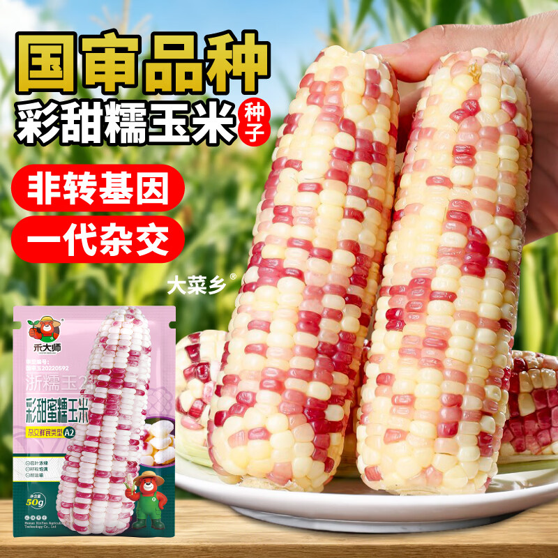 大菜乡彩甜糯玉米种子香软花糯玉米种籽白黄黑黏苞谷籽四季播种大田早熟 【彩甜糯+黄甜糯】玉米种子各1包(1包约50粒)+1包肥
