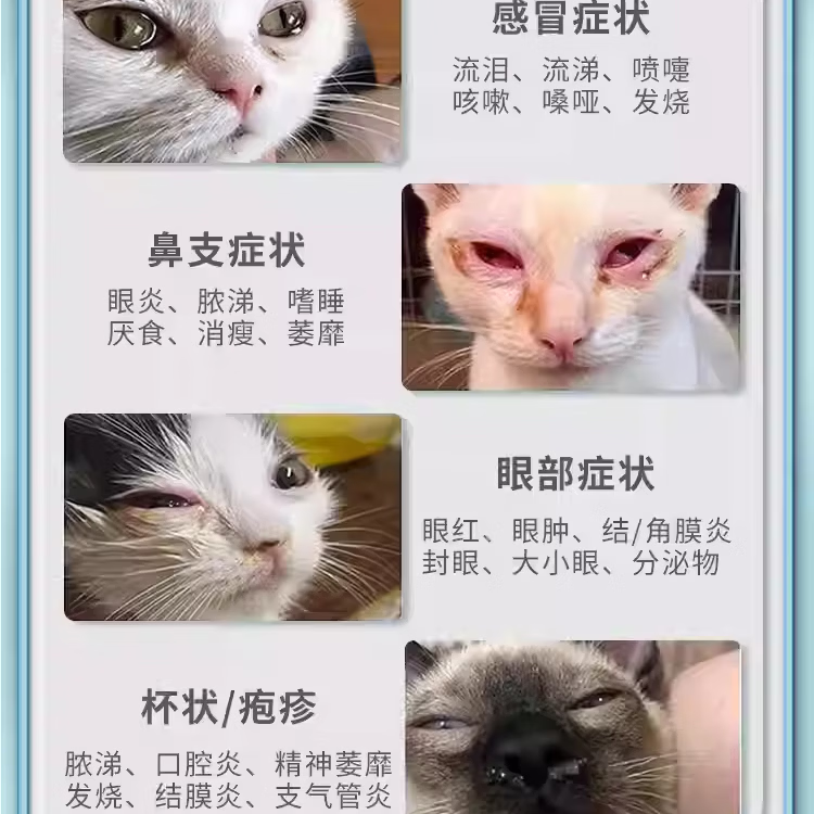 猫鼻支专用宠物猫咪眼睛泪痕眼屎流鼻子涕精神不佳支提升免疫专用 买五盒发九盒【永不再犯】