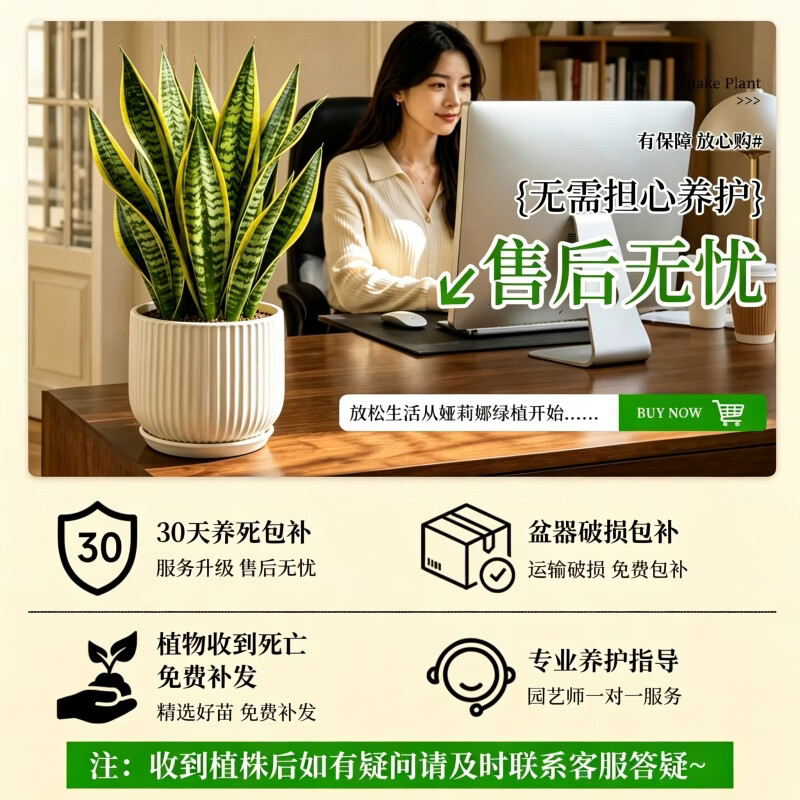 娅莉娜(YELEANA)金边虎皮兰桌面盆栽绿植室内办公室植物植物小盆栽客厅 虎皮兰-30-40cm-育苗盆