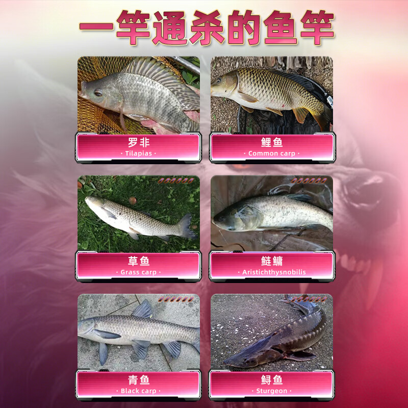 SIMAGO鱼竿超轻碳素综合轻量6H大物竿28调鲫鱼竿钓鱼竿鱼杆手竿台钓竿 3.6m 37周年纪念版（腰劲强劲 稳搏大物）