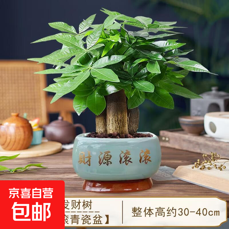 发财树盆栽招财旺宅桌面盆景办公室绿植室内客厅中式禅意四季植物 A级三杆发财树（瓷青-财源滚滚瓷盆） 含盆+铺面陶粒+营养液