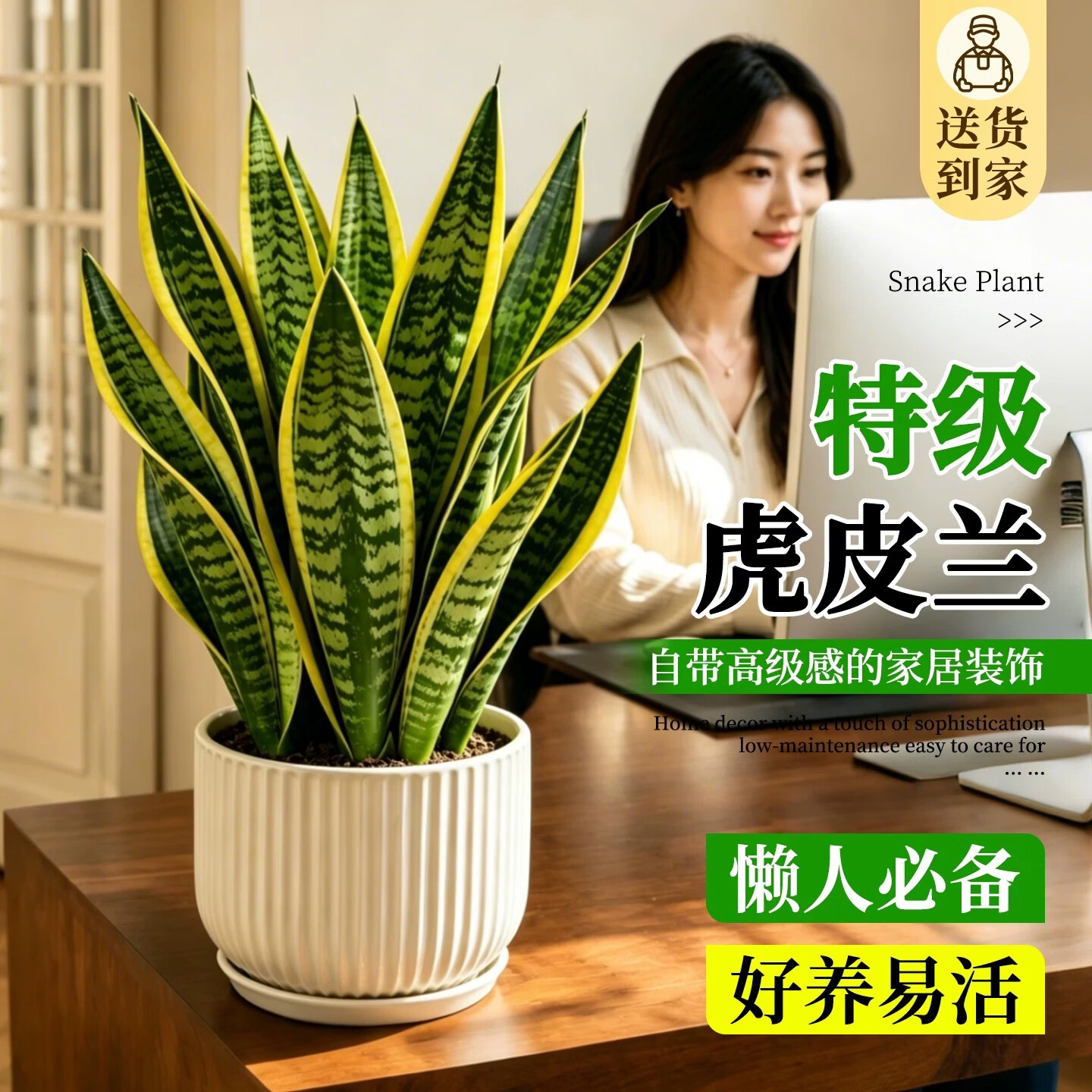 娅莉娜(YELEANA)金边虎皮兰桌面盆栽绿植室内办公室植物植物小盆栽客厅 虎皮兰-30-40cm-育苗盆