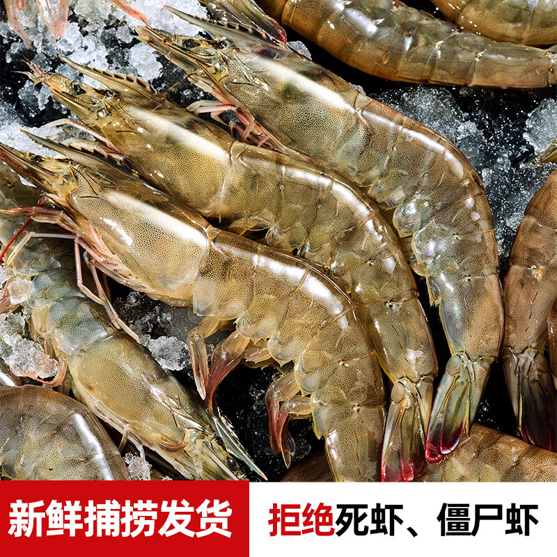 兆华虾青岛大虾基围虾鲜活青虾白虾对虾冷冻生鲜虾类 新鲜活冻海鲜 1500g*1盒【活虾速冻】 3斤(净重) 海捕大虾40/50【常规号】