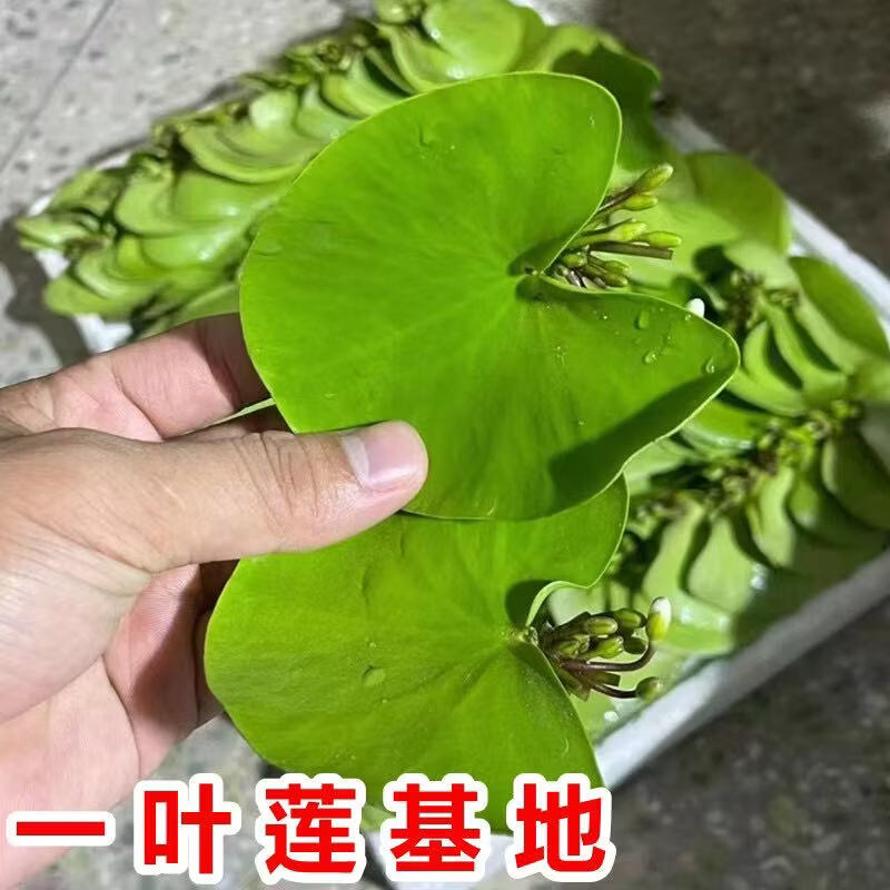 【花仙子】一叶莲水培无土好养办公室桌面鱼缸造景治愈系绿植A 【带花苞】焦虑盆+一叶莲+小鸭了 【带花苞】