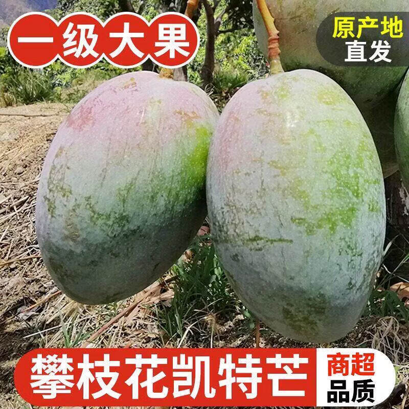 果领队正宗四川凯特芒现摘青皮甜心芒【当天发货】甜芒当季孕妇时令水果 5斤【精选果-单果重400g+】净重4.5斤