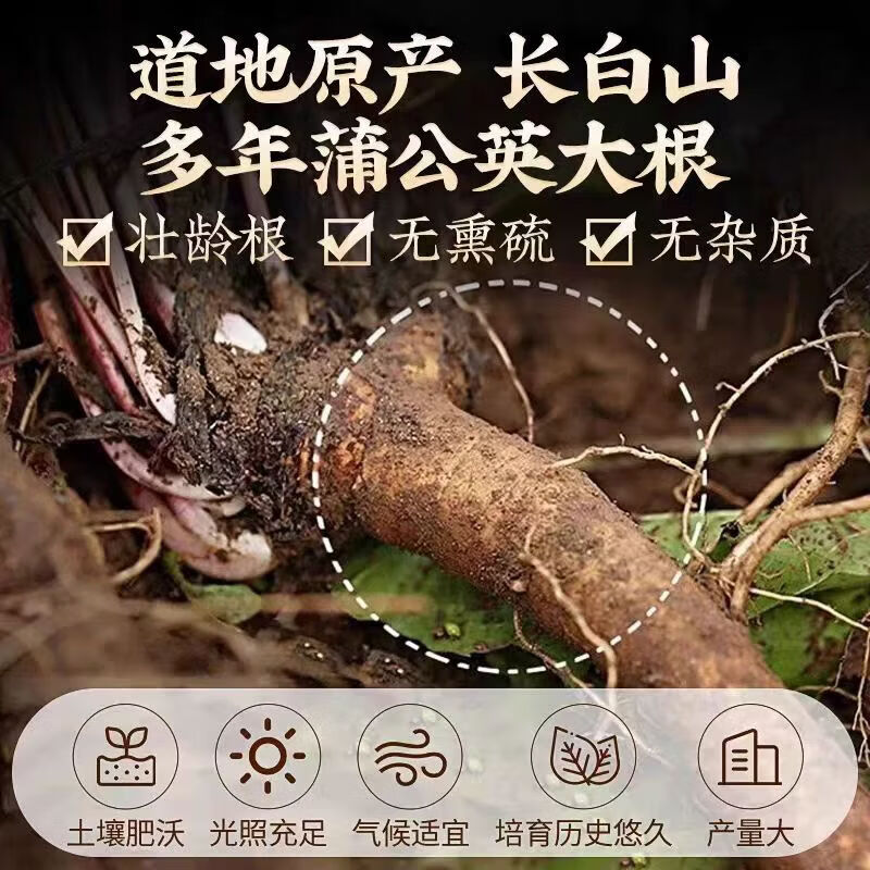 胖东来同款蒲公英根茶深山自然生长婆婆丁应酬熬夜日常草本养生茶 特级蒲公英根 250g*4罐