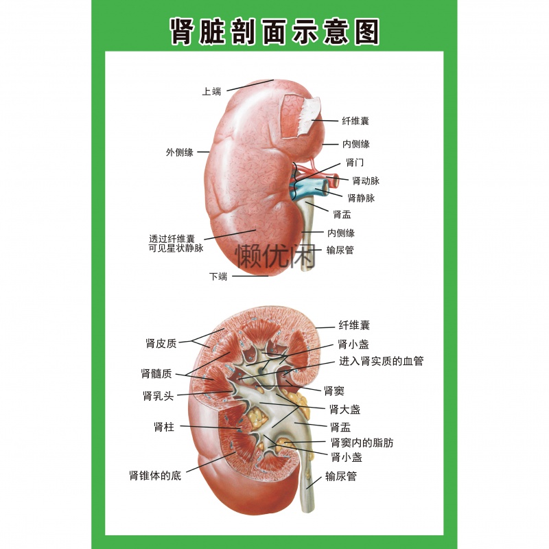 人体内脏解剖示意图医学宣传挂图人体器官心脏结构图医院海报定制