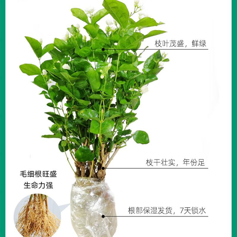頑冒重瓣香水茉莉花苗双色虎头双瓣盆栽盆景四季绿植花卉老桩树根植物 10年老桩1棵【开花爆满】