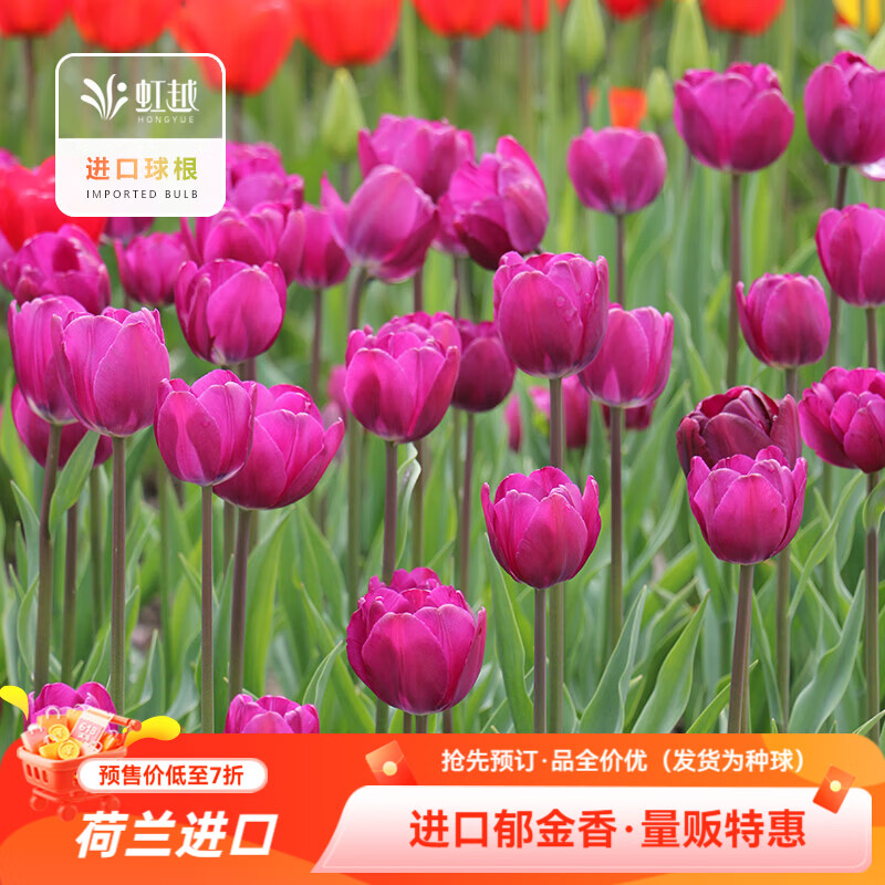 虹越2026新品量贩 进口郁金香种球自然球庭院阳台球根花卉预售 【进口自然球·12球】小黑人（11/12）