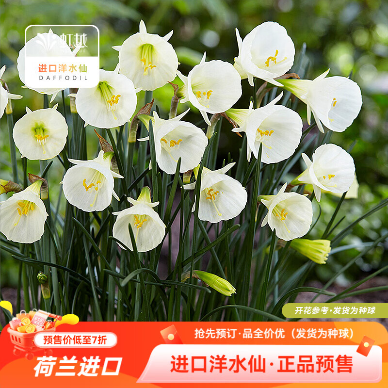 虹越2026新品洋水仙种球荷兰进口围裙水仙盆栽地栽多年生球根花卉预售 【进口围裙水仙·5球】婚纱（8/10）