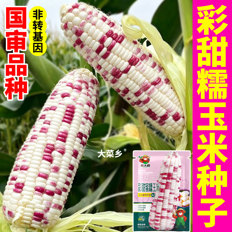 大菜乡彩甜糯玉米种子香软花糯玉米种籽白黄黑黏苞谷籽四季播种大田早熟 【彩甜糯+黄甜糯】玉米种子各1包(1包约50粒)+1包肥