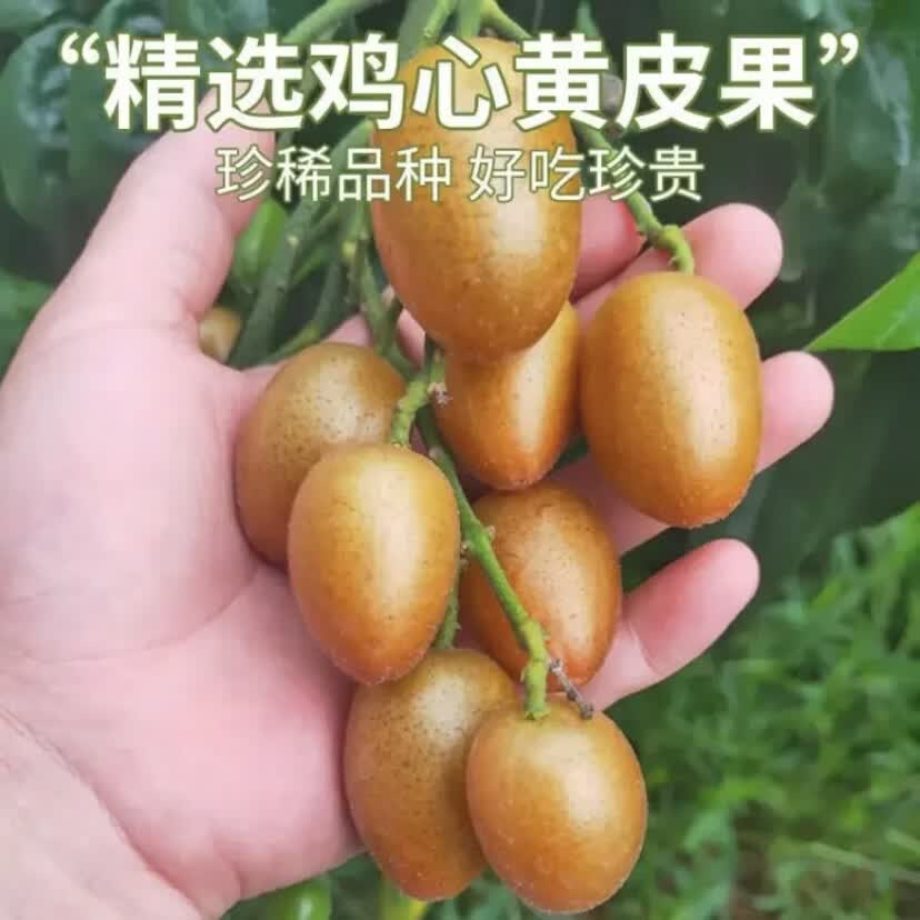 三萌果蔬广东鸡心黄皮果【顺丰冷链闪送】当季特产新鲜水果节日送礼 10斤精选装【冰糖心黄皮-纯甜无酸】净重8斤 S+级臻品果【品质升级】冷链速发