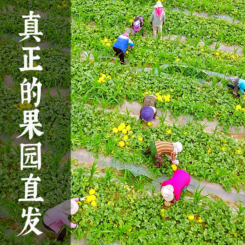 冉沃优选现摘头茬民勤蜜瓜白兰瓜新鲜黄金蜜瓜当季水果沙漠红金宝甜香瓜 【金红宝】净4.5-5斤(1-2枚) 现摘速发