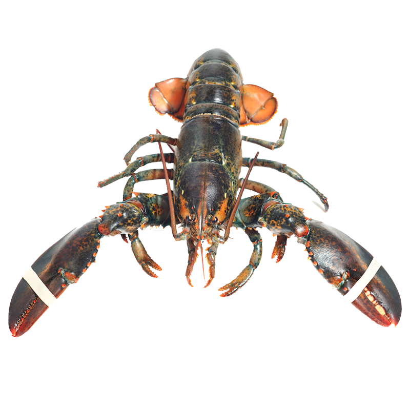 ʵʡʿϺʻ ϺʻдϺ 500-600g/ֻϺ*2ֻ