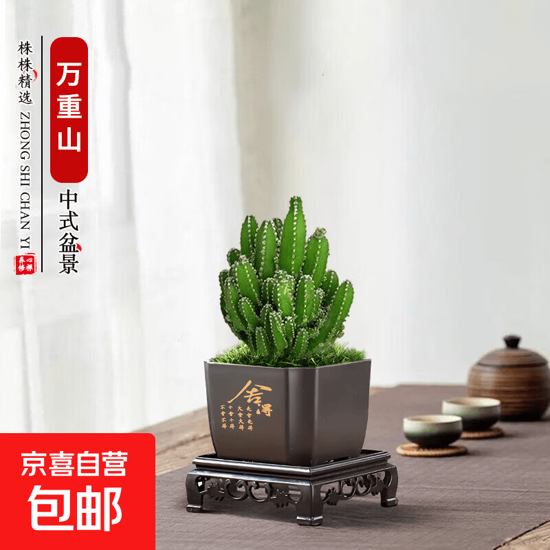 绿萝文竹九里香小叶赤楠禅意盆栽办公室桌面植物小盆景绿植花卉苗 万重山+舍得盆+方底托+青苔