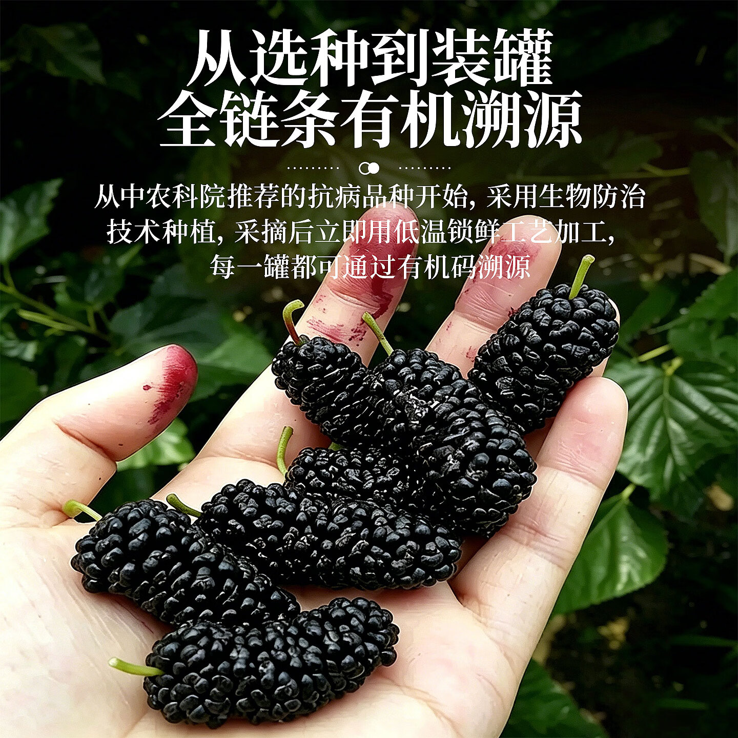 优卓桑葚干黑桑椹特级新疆原产有机黑桑葚干中药材泡水泡酒泡茶专用 【有机黑桑葚】农科院认证力荐 505g*1罐