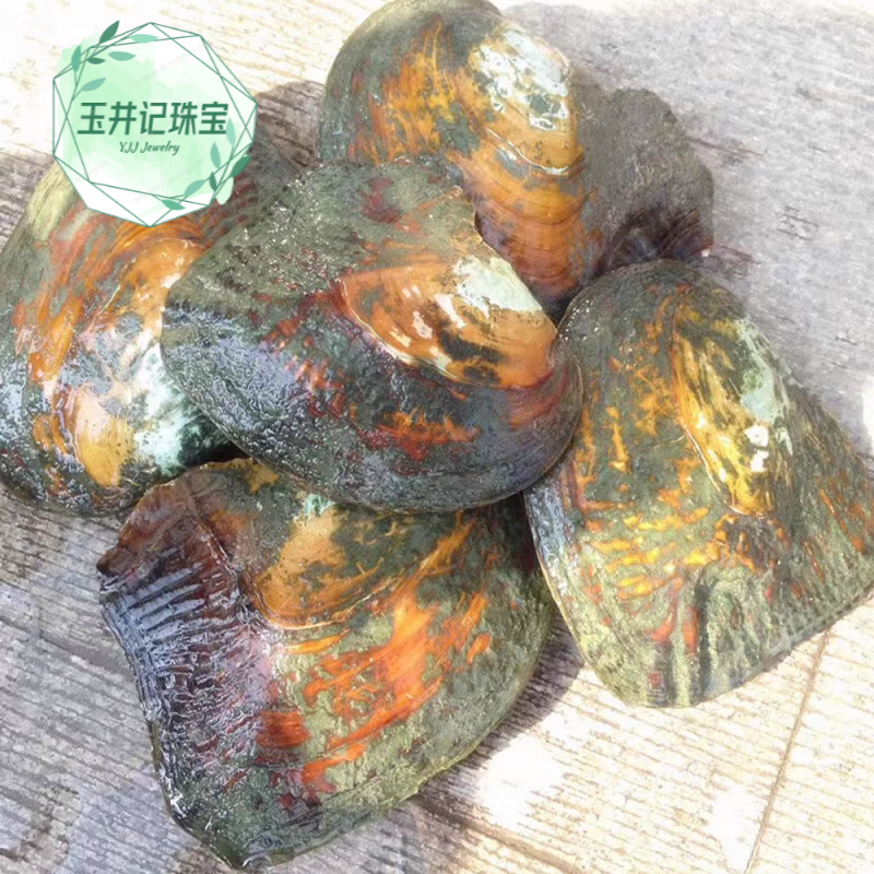 玉井记珍珠蚌活蚌自己开淡水河蚌天l然珍珠盲盒爱迪生取珍珠 体验蚌1个(多珠)