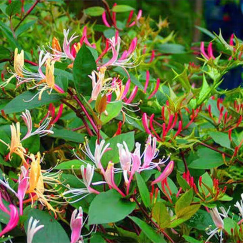 金银花红白4年苗当年开花 不含盆