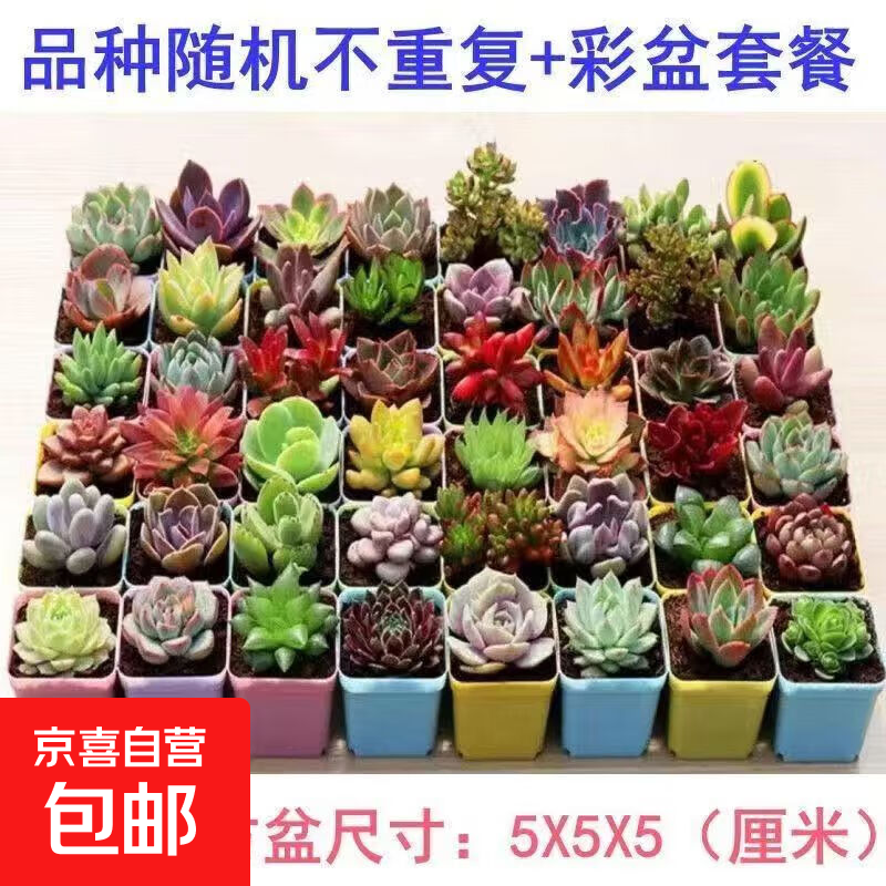 招财钱串吸财树多肉植物办公室桌面绿植盆栽花卉新手好养 精选随机1颗多肉+1个塑料彩盆+土