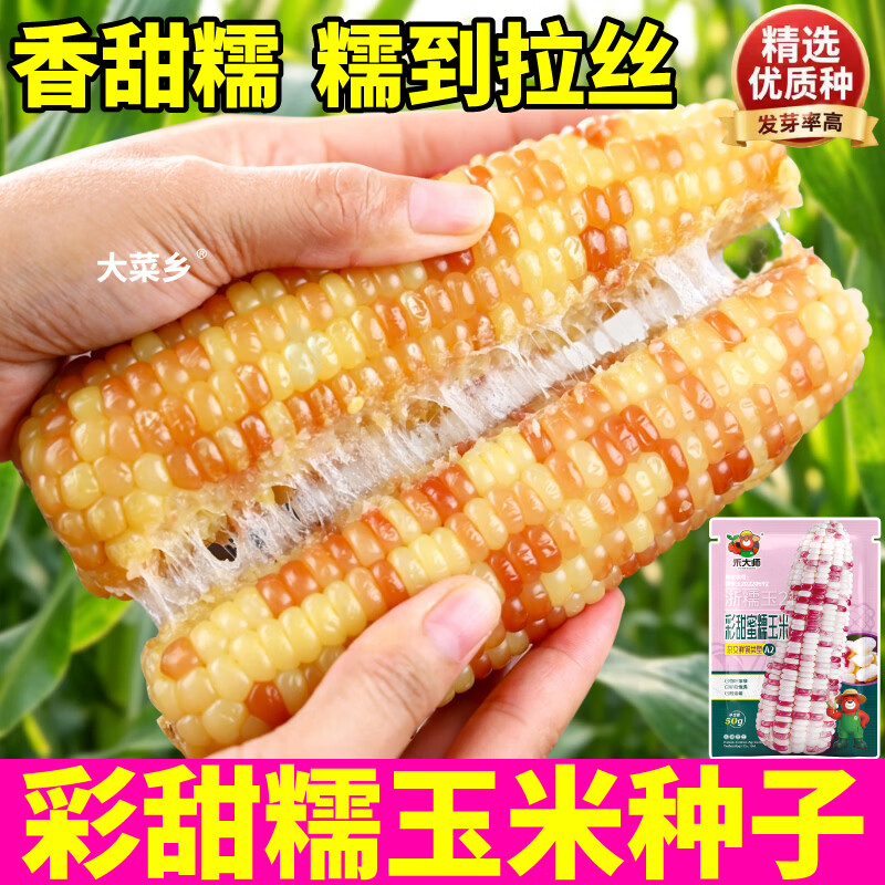 大菜乡彩甜糯玉米种子香软花糯玉米种籽白黄黑黏苞谷籽四季播种大田早熟 【彩甜糯+黄甜糯】玉米种子各1包(1包约50粒)+1包肥