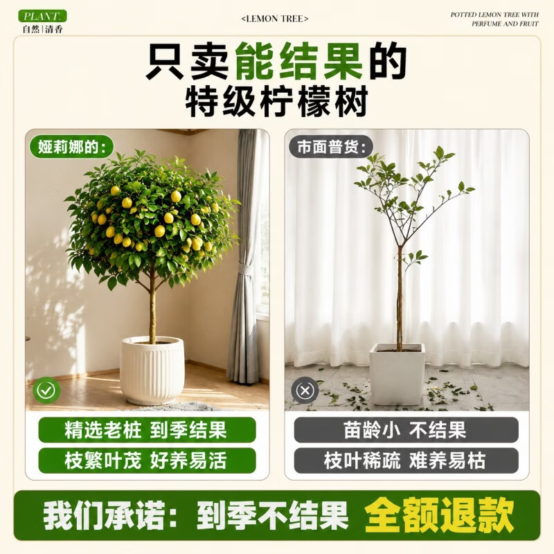娅莉娜（YELEANA）香水柠檬树盆栽带果客厅绿植大型植物室内阳台禄植四季好养除甲醛 【带果】柠檬树1.6-1.8m聚宝盆