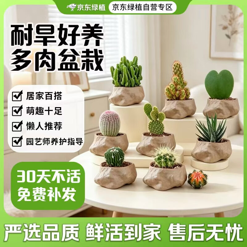 京东绿植多肉植物万重山小盆栽仙人球仙人掌桌面绿植摆件招财手 源头直发