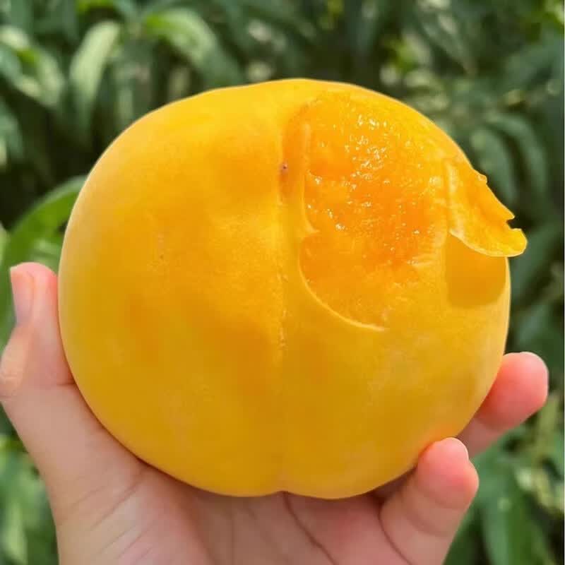 硕醴纪蒙阴黄桃 正宗山东毛桃 新鲜水果桃子整箱 一级果5斤装单果2两以上净重4.5-5斤