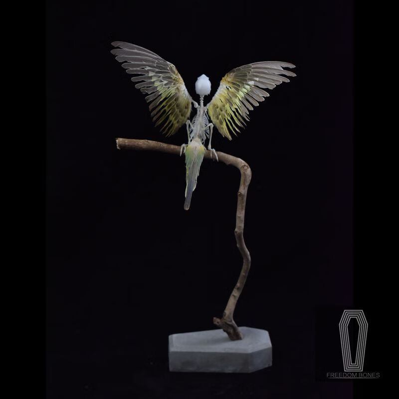 妙普乐自由的骨头 树枝款鹦鹉骨骼标本鸟骨架 黄绿鹦鹉展翅款