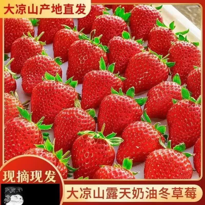 大凉山草莓现摘草莓奶油草莓牛奶甜草莓红颜99冬季鲜草莓整箱 净重4.5斤中果【颜值漂亮】+彩箱