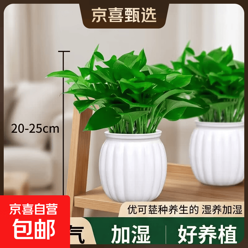 特价绿萝盆栽室内客厅办公室吸甲醛净化空气水培植物绿植花卉好养 【爆款2盆】绿萝+白色南瓜盆自吸水 整体含盆高度20-25cm