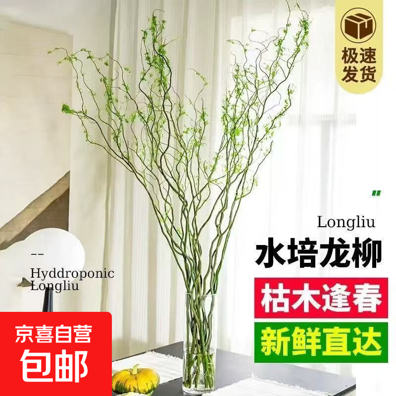 龙柳鲜切枝客厅水培网红绿植物花卉室内盆栽好养活龙柳水培植物 鲜切国风龙柳/泡水发芽/不含瓶 0.8-1米高10支【美丽风景线】泡水发芽