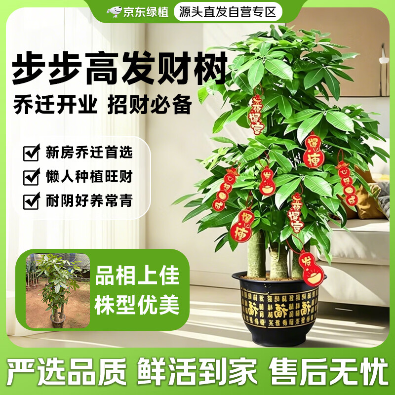 京东绿植发财树步步高盆栽客厅室内大型绿色植物办公室乔迁开业源头直发