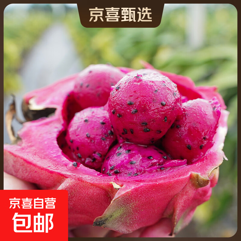 京喜加广西金都一号红心火龙果新鲜水果应季生鲜皱皮更甜 带箱5斤-净重4.5斤 中果 单果300g+