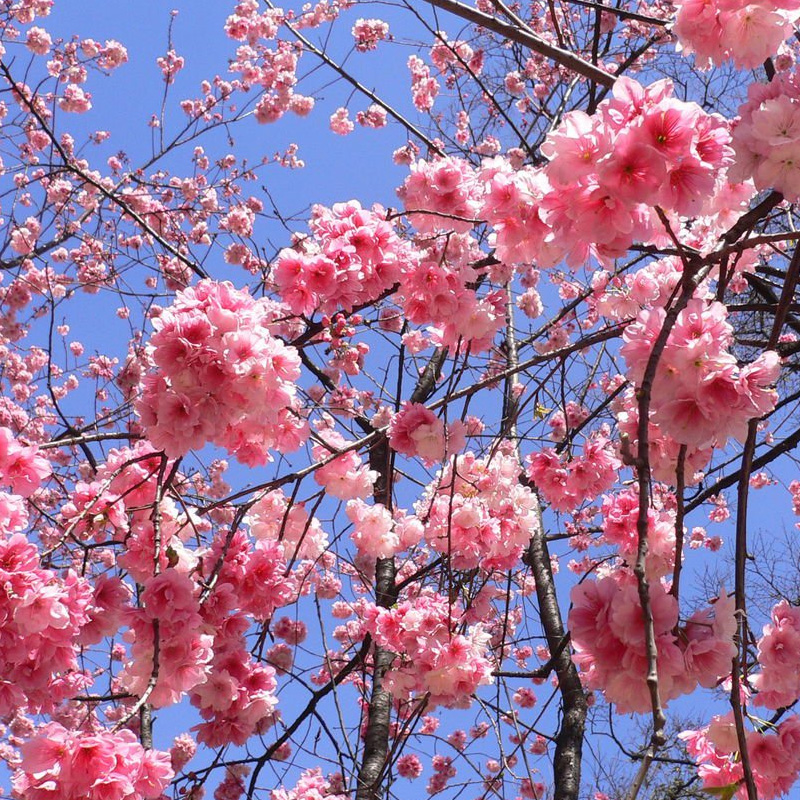 樱花树苗嫁接早樱晚樱花苗工程绿化树苗庭院观赏花苗行道树苗木 千岛