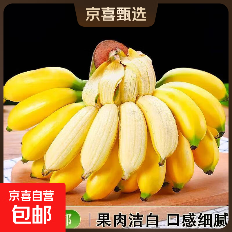 京喜加新鲜现摘正宗小米蕉皇帝蕉小香蕉软糯可口水果宝宝蕉 2斤 带箱