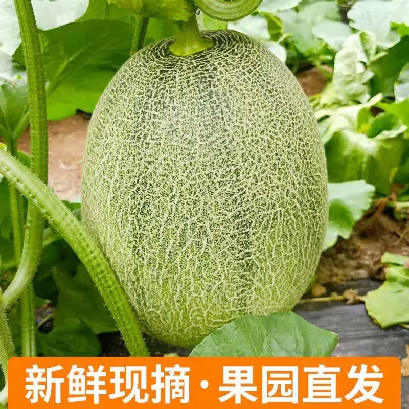 正宗脆甜西州蜜25生鲜应季时令水果京东物流产地直发 脆甜多汁8-10斤(2-4粒装)带箱