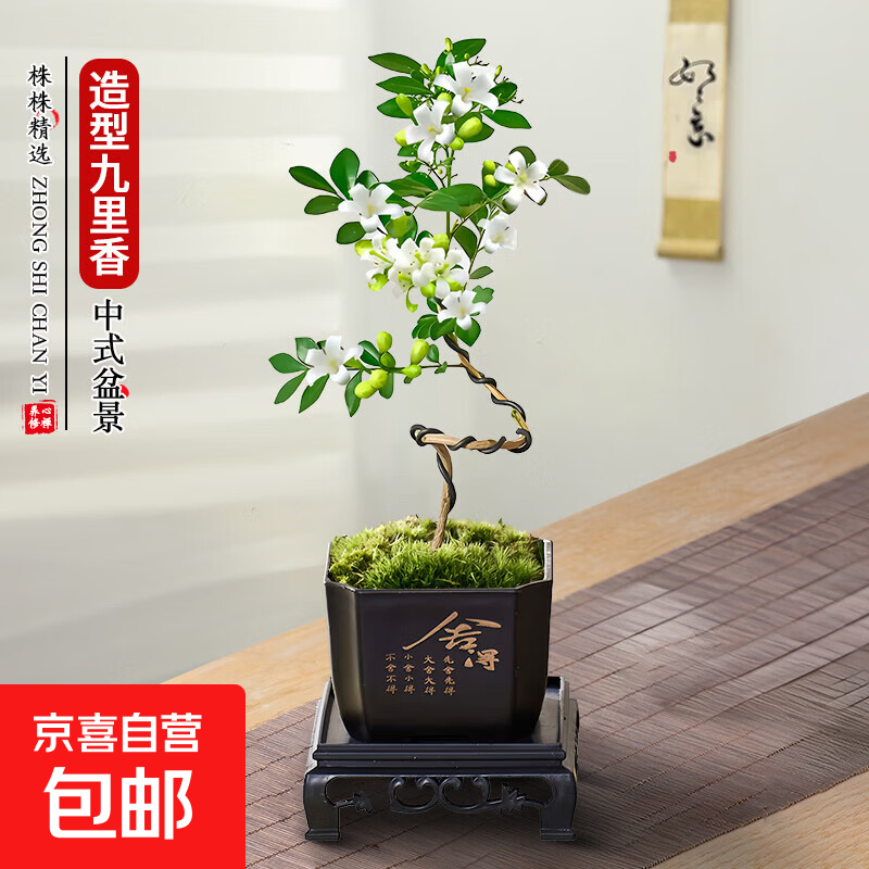 绿萝文竹九里香小叶赤楠禅意盆栽办公室桌面植物小盆景绿植花卉苗 造型九里香+舍得盆+方底托+青苔