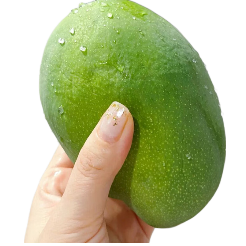 【当季时令】攀枝花凯特大芒果现摘青皮芒新鲜应季水果现货批发 含箱5斤小果[单果200g起】净重4.5斤 正宗凯特芒【早上摘加急发】产地直发