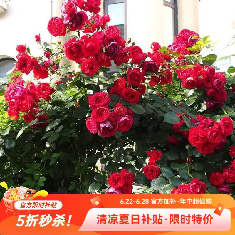 虹越（HONGYUE）花园月季盆栽苗P9龙沙宝石蓝色阴雨盆栽多季开花月季TX 【TX藤本月季】弗洛伦蒂娜（P9盆栽苗）