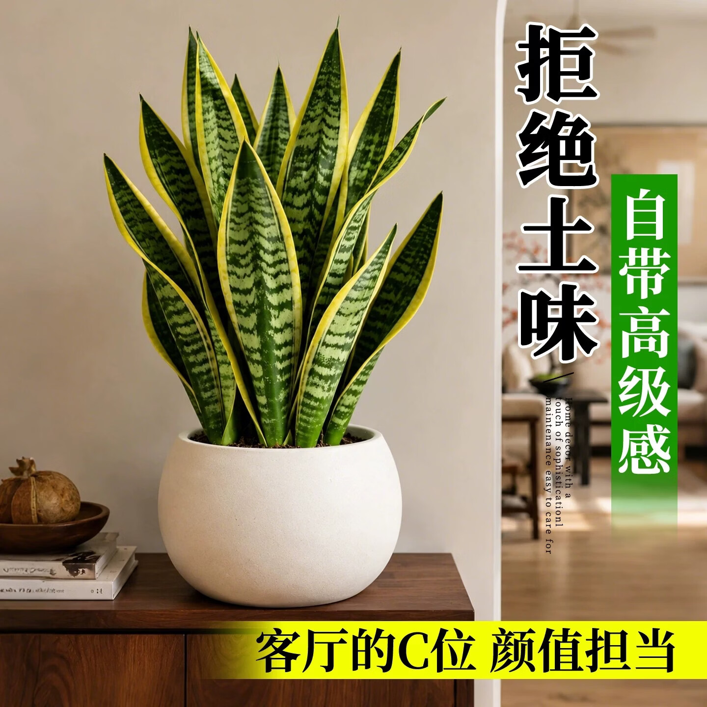 娅莉娜(YELEANA)金边虎皮兰桌面盆栽绿植室内办公室植物植物小盆栽客厅 虎皮兰-30-40cm-育苗盆