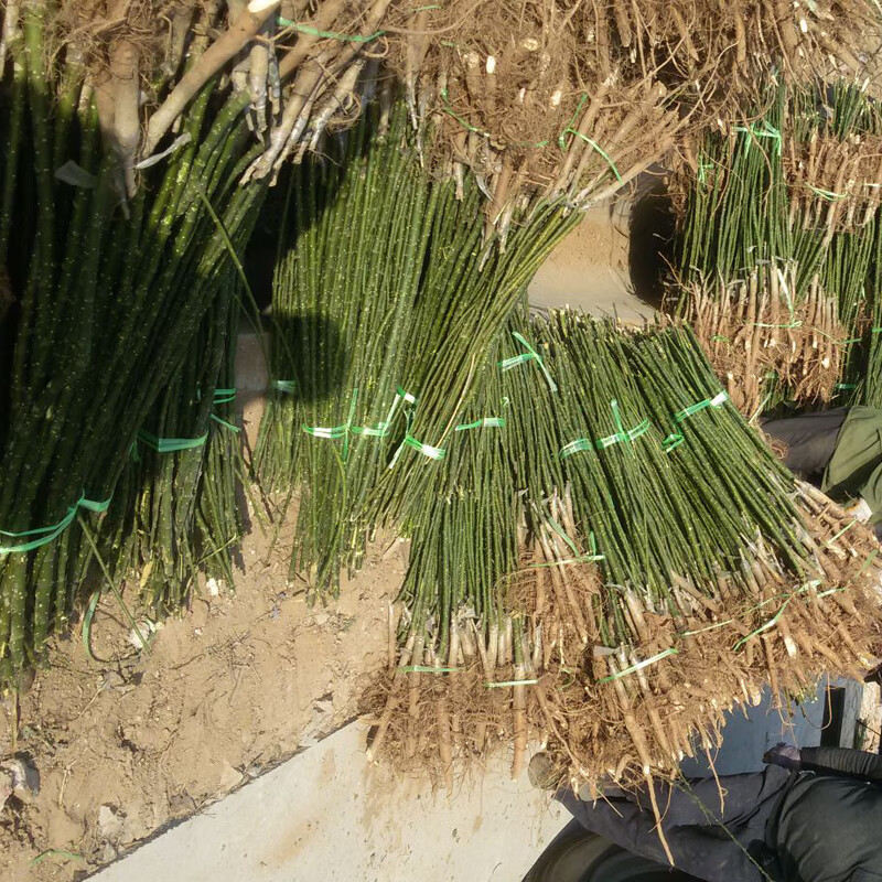 树苗 黑槐槐树苗工程绿化苗 速生国槐拆迁树苗占地苗庭院观赏 国槐粗1