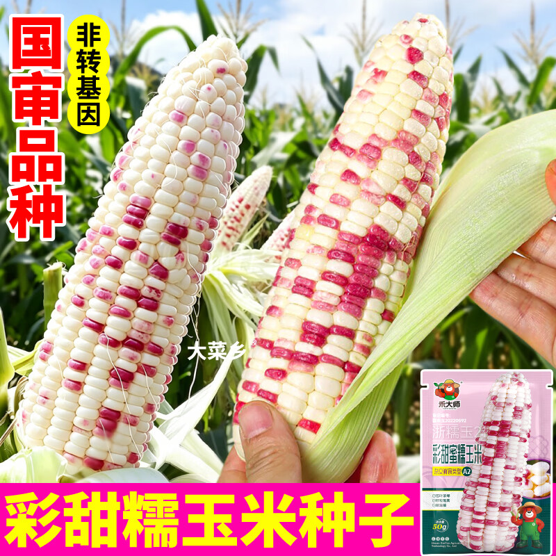 大菜乡彩甜糯玉米种子香软花糯玉米种籽白黄黑黏苞谷籽四季播种大田早熟 【彩甜糯+黄甜糯】玉米种子各1包(1包约50粒)+1包肥
